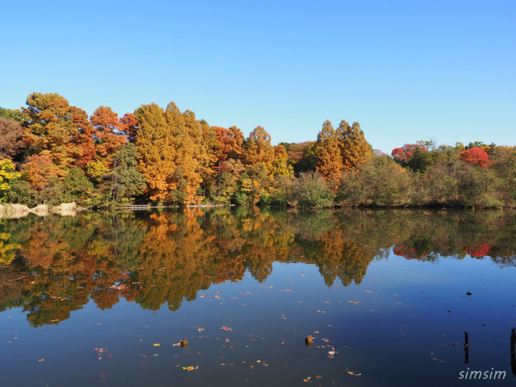 石神井公園