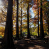 石神井公園
