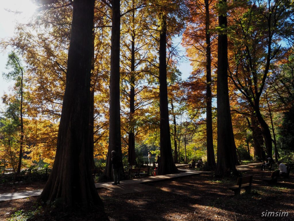 石神井公園