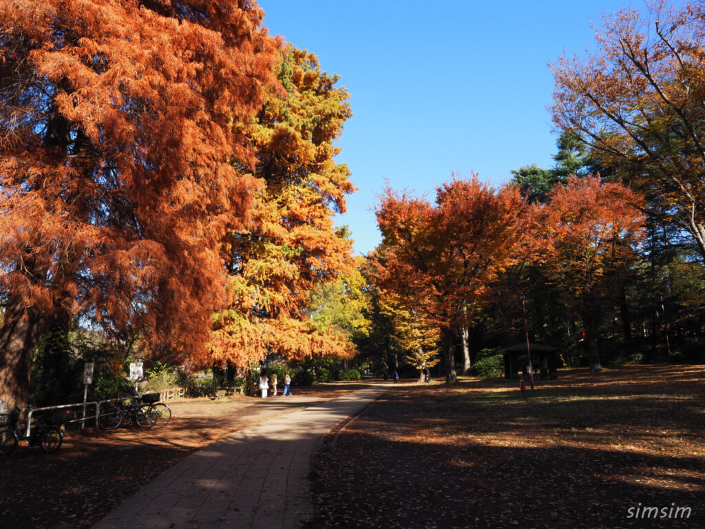 石神井公園