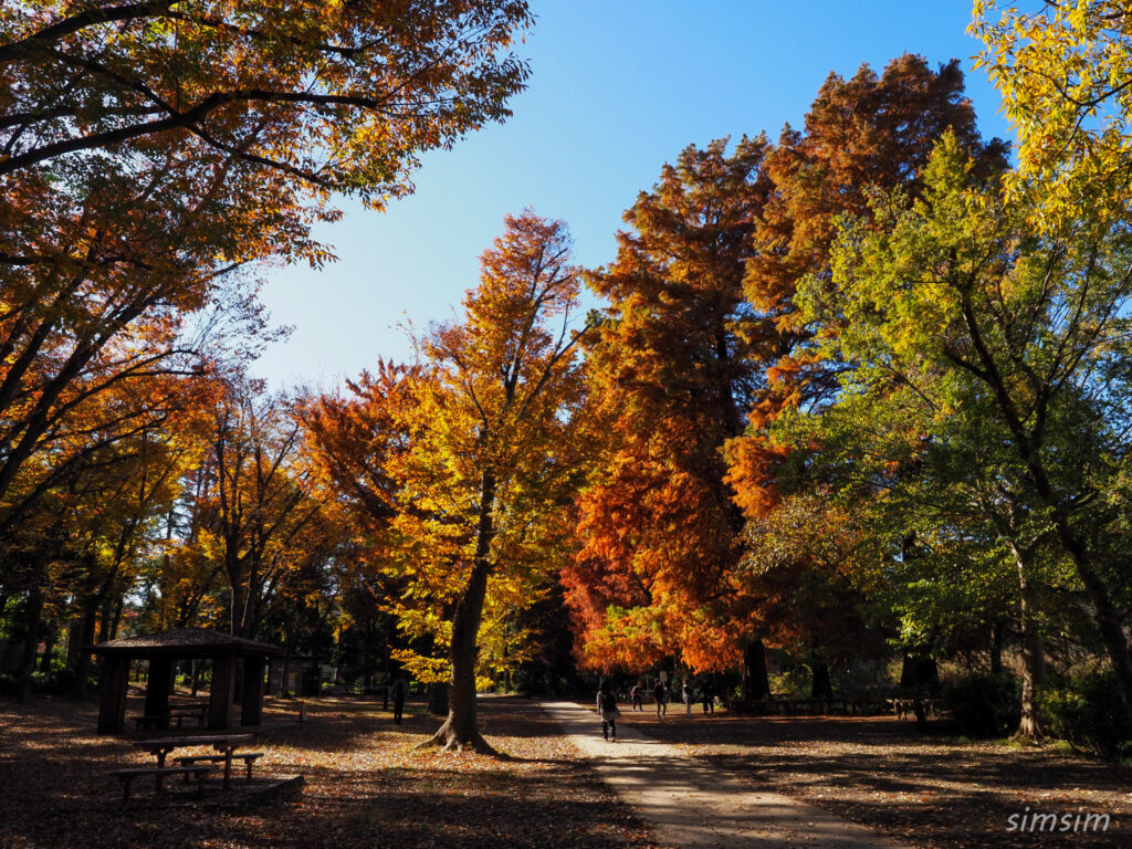 石神井公園