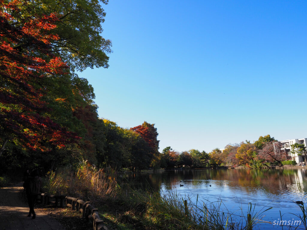 石神井公園