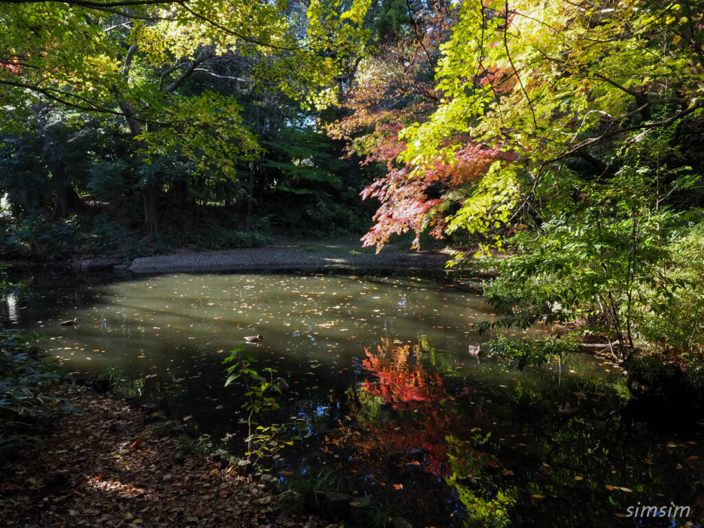 石神井公園