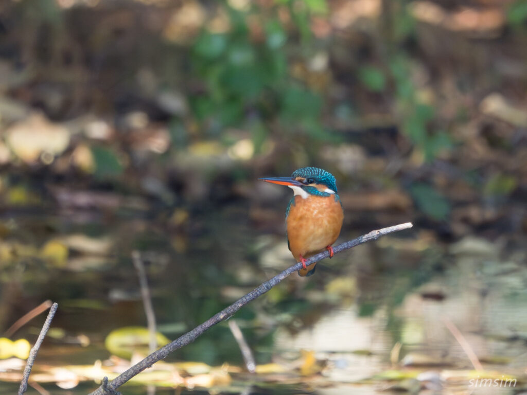 カワセミ