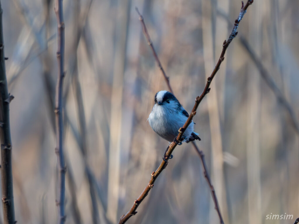 都内の公園　エナガ