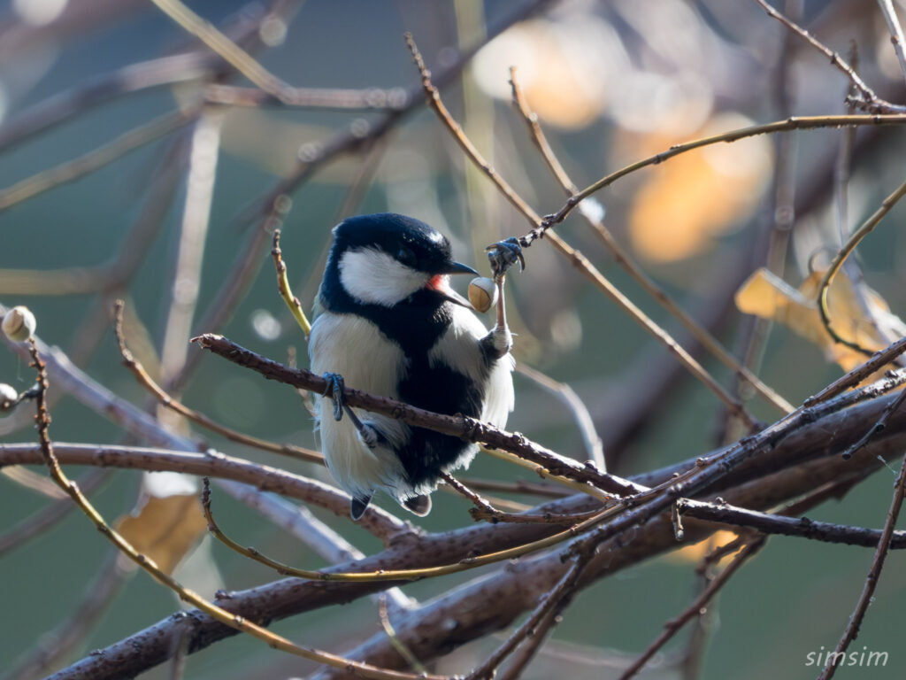 都内の公園　シジュウカラ