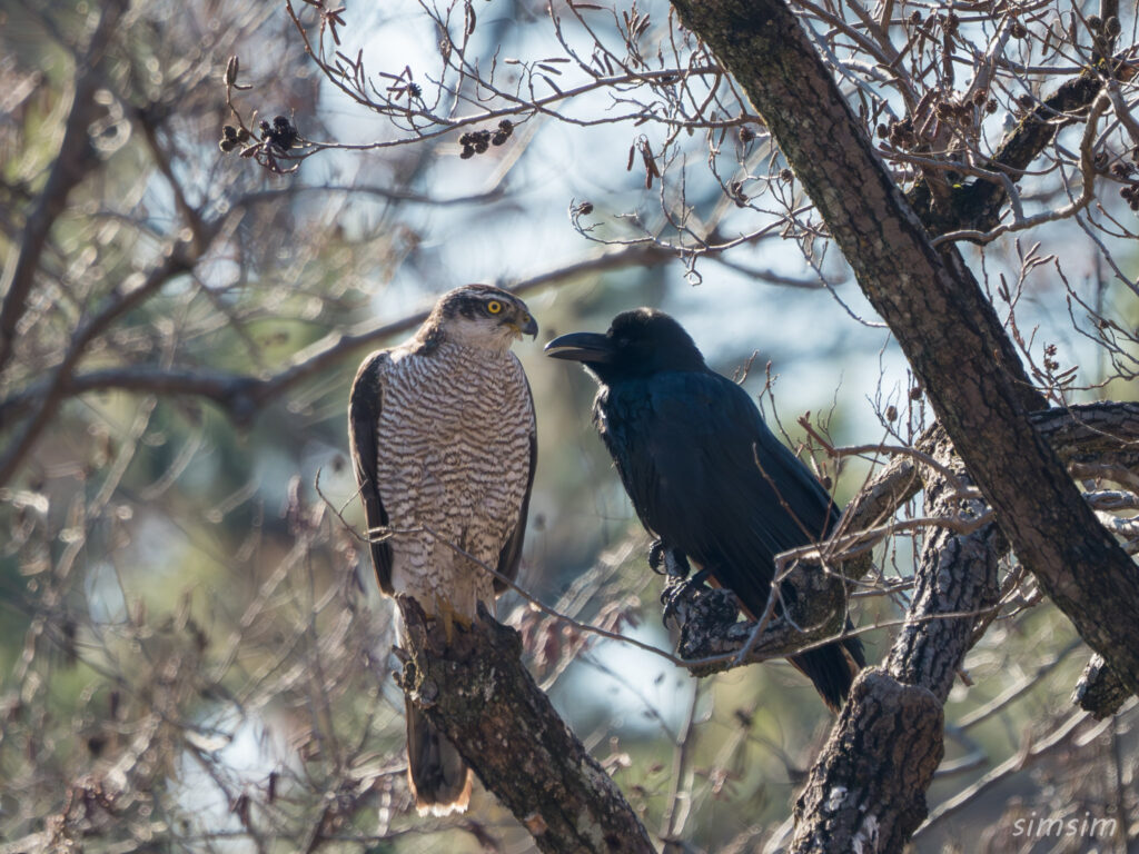 都内の公園　オオタカとカラス