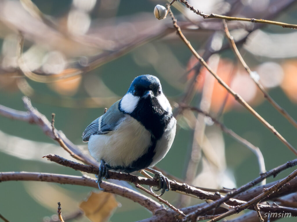 都内の公園　シジュウカラ