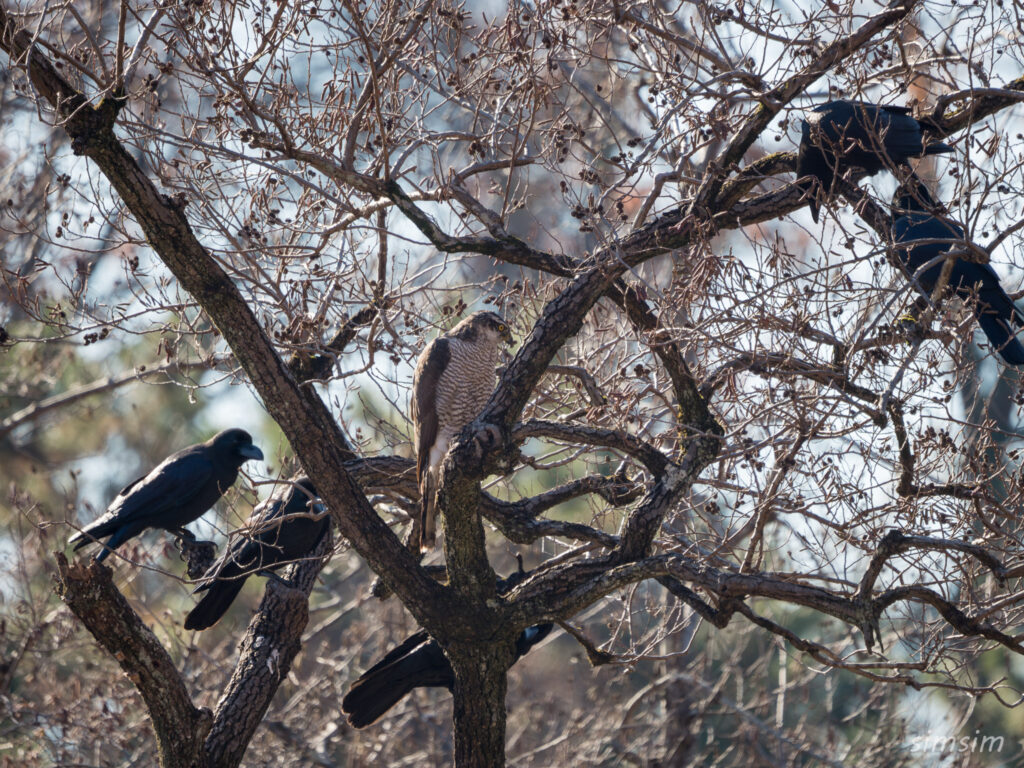 都内の公園　オオタカとカラス