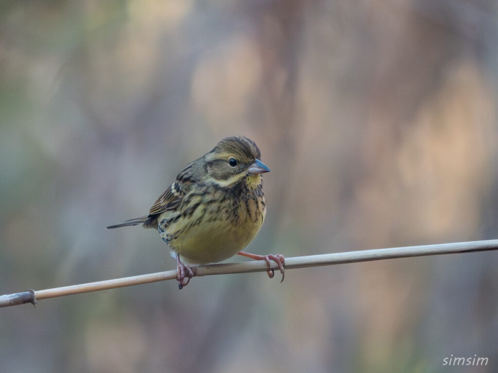 都内の公園　アオジ