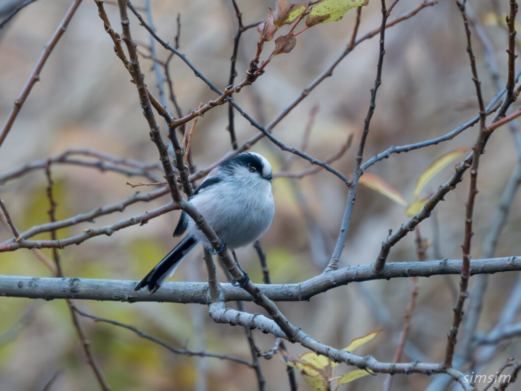 都内の公園　エナガ