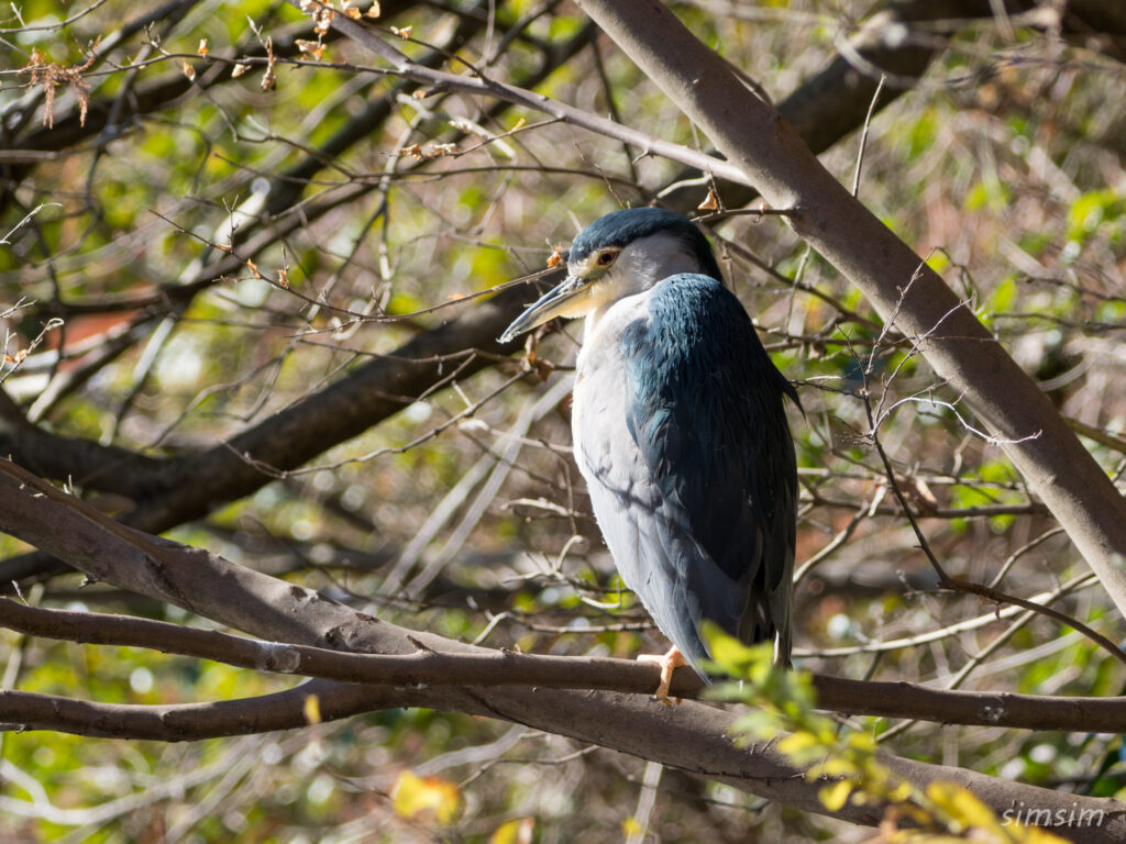 都内の公園　ゴイサギ