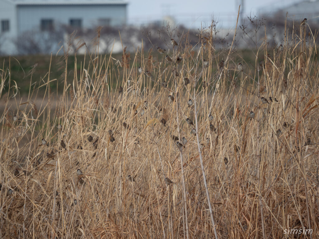 埼玉の公園 スズメ