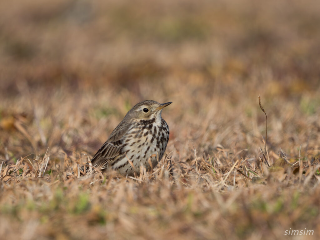 埼玉の公園　タヒバリ