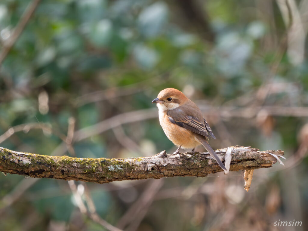 埼玉の公園 モズ