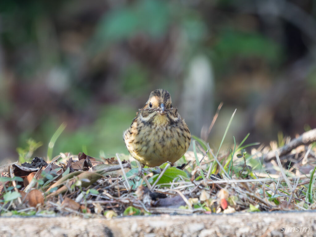 埼玉の公園 アオジ