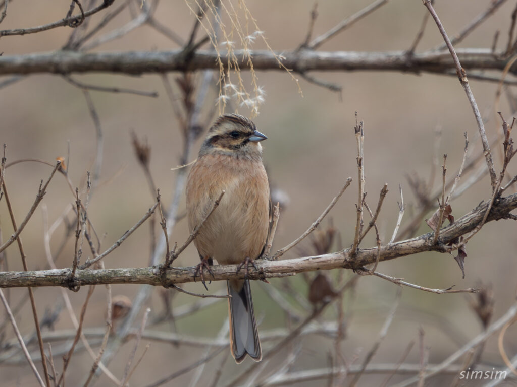 横浜の公園 ホオジロ