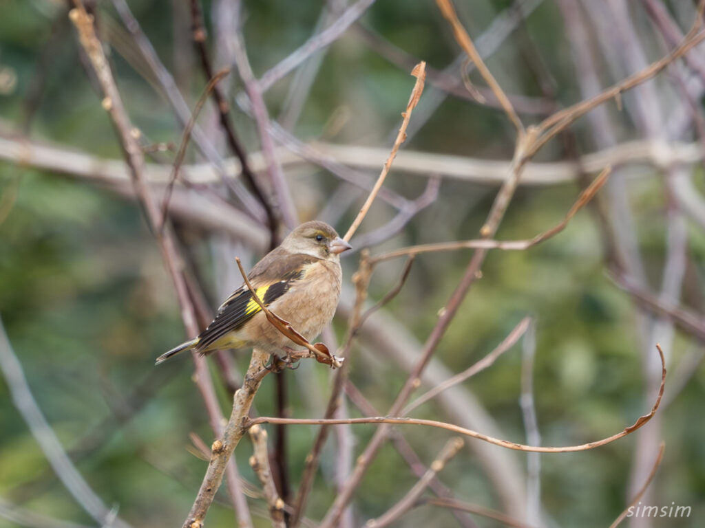 横浜の公園 カワラヒワ