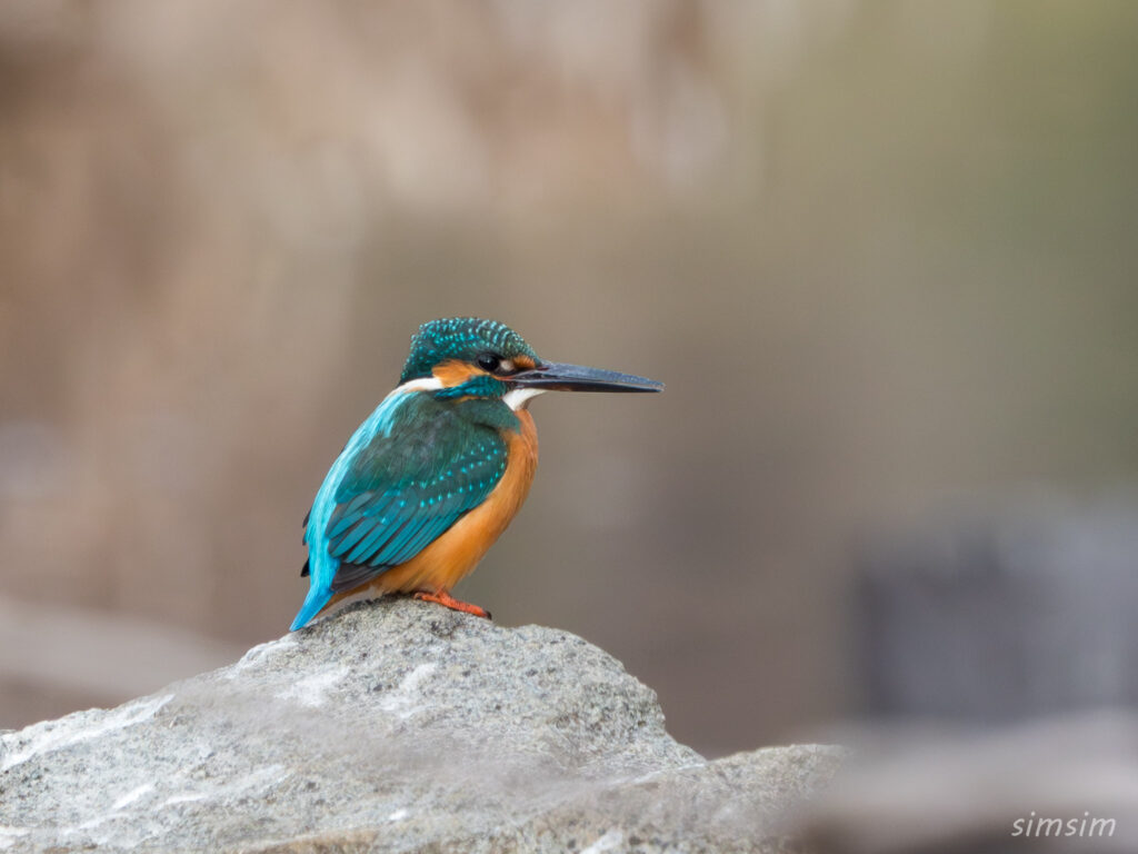 横浜の公園 カワセミ