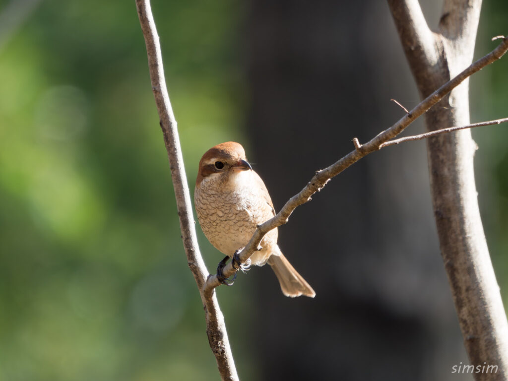 埼玉の公園 モズ