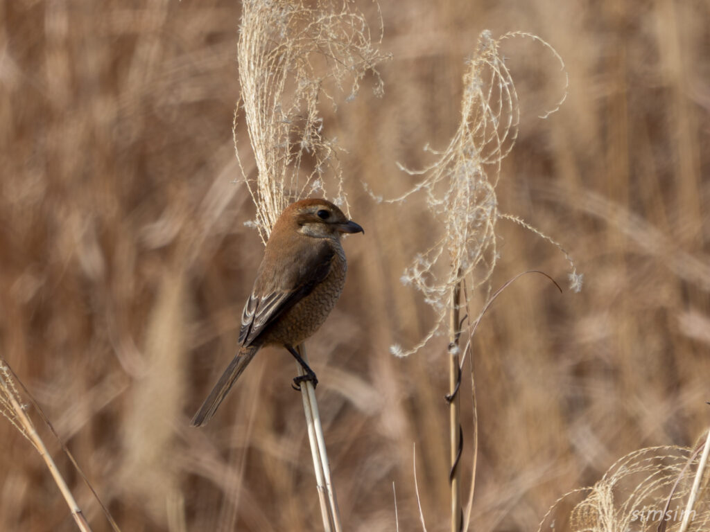 横浜の公園 モズ