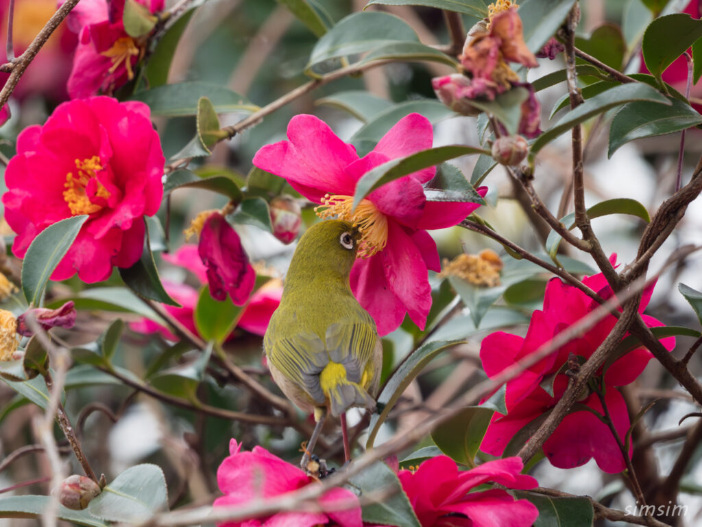 横浜の公園 メジロ