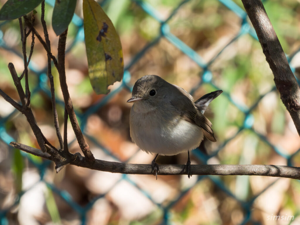 東京の公園 ニシオジロビタキ