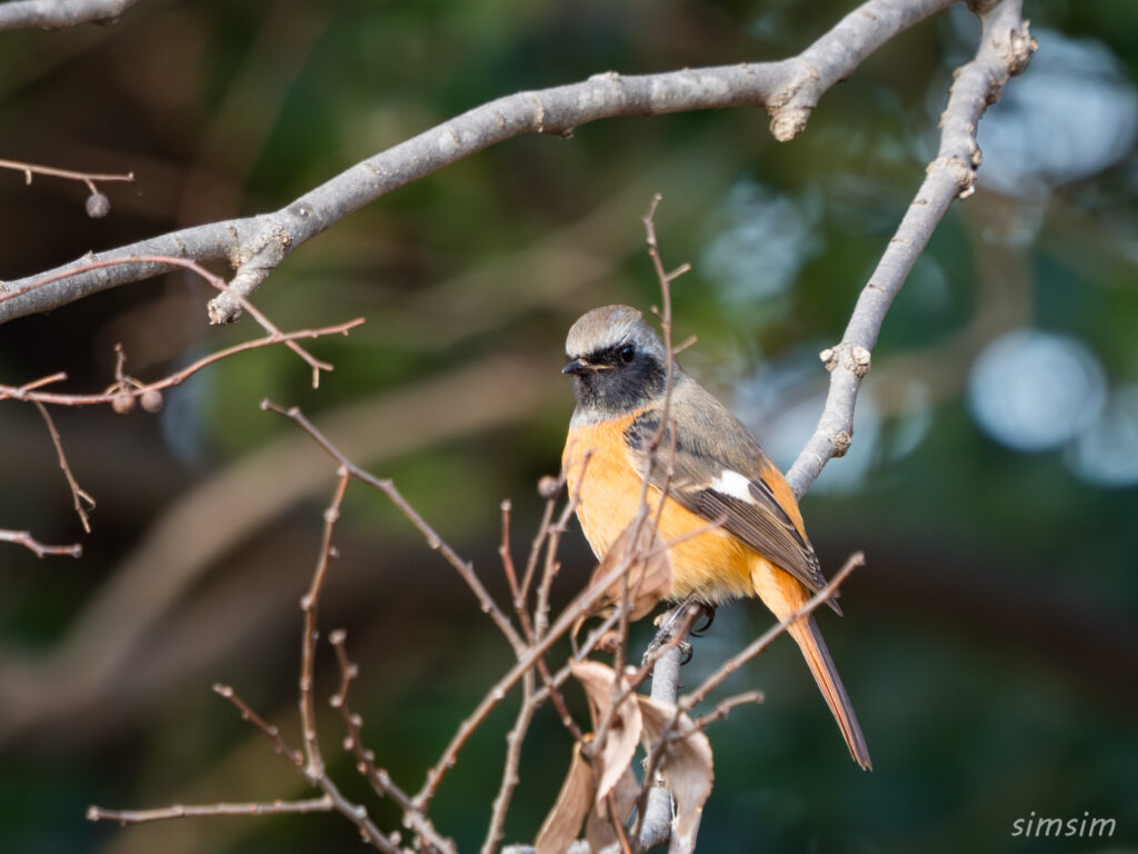 埼玉の公園 ジョウビタキ