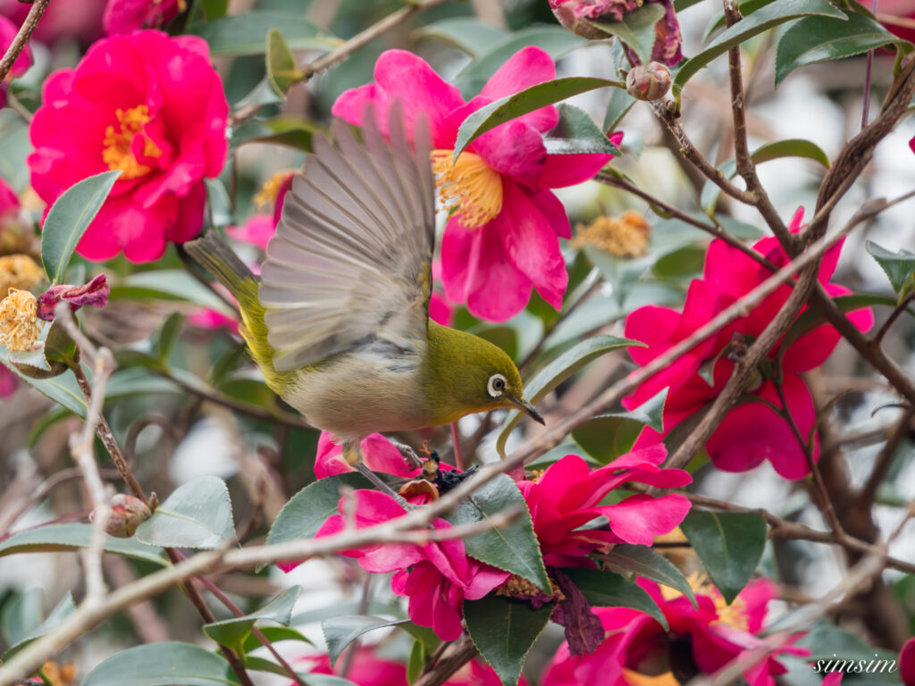 横浜の公園 メジロ