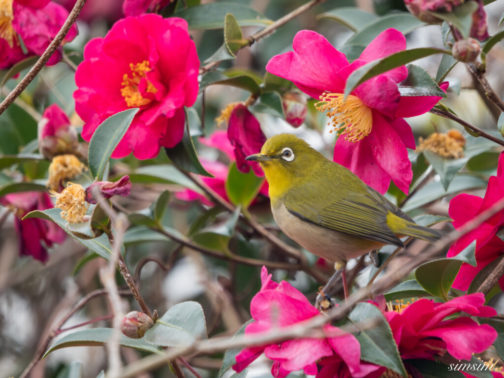 横浜の公園 メジロ