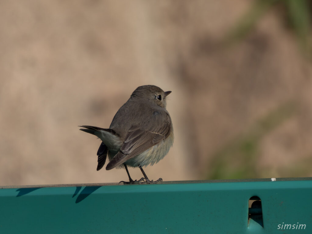 東京の公園 ニシオジロビタキ