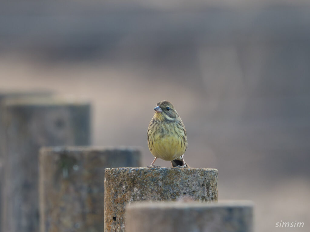 埼玉の公園 アオジ