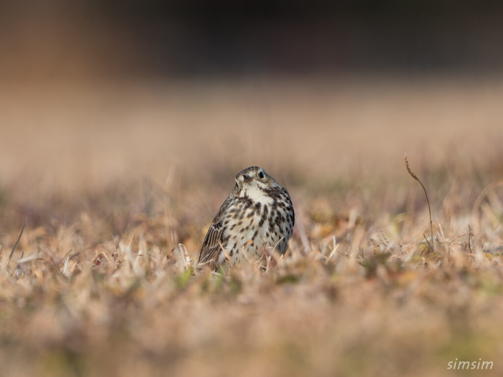 埼玉の公園 タヒバリ