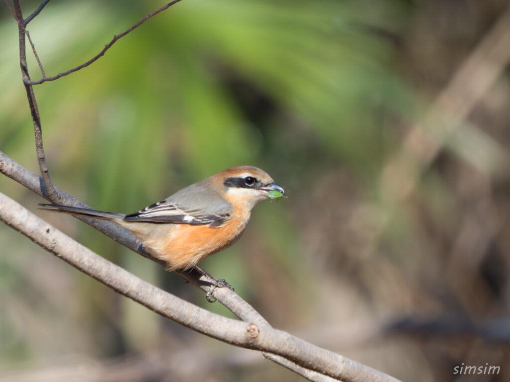 埼玉の公園 モズ