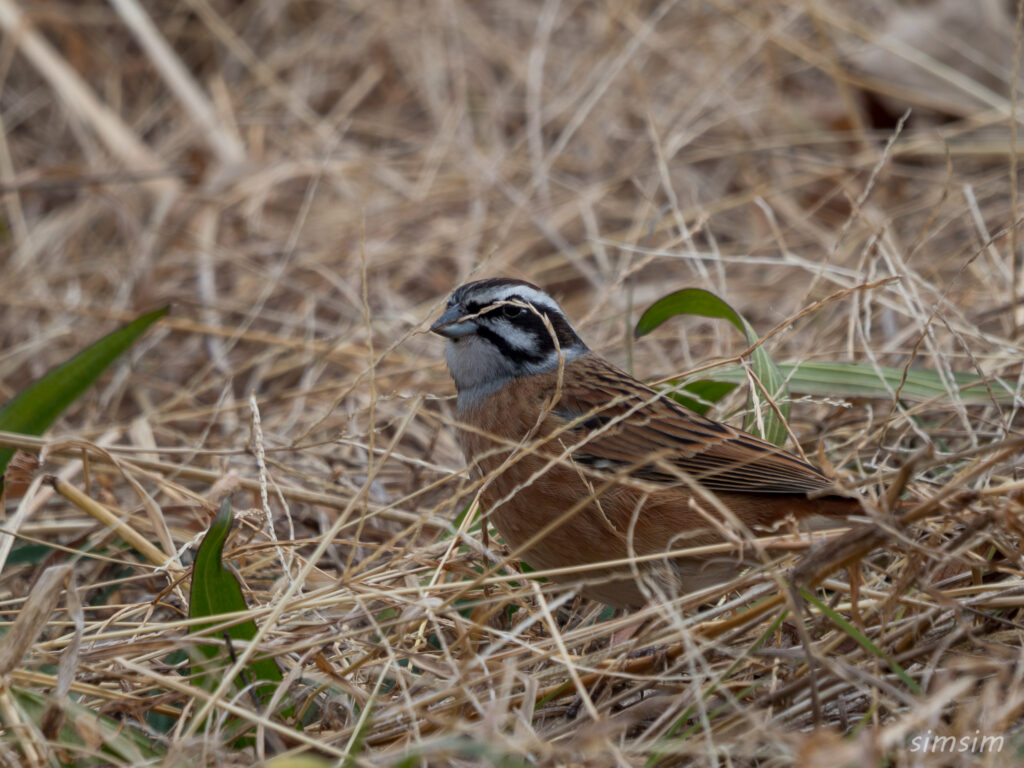 横浜の公園 ホオジロ