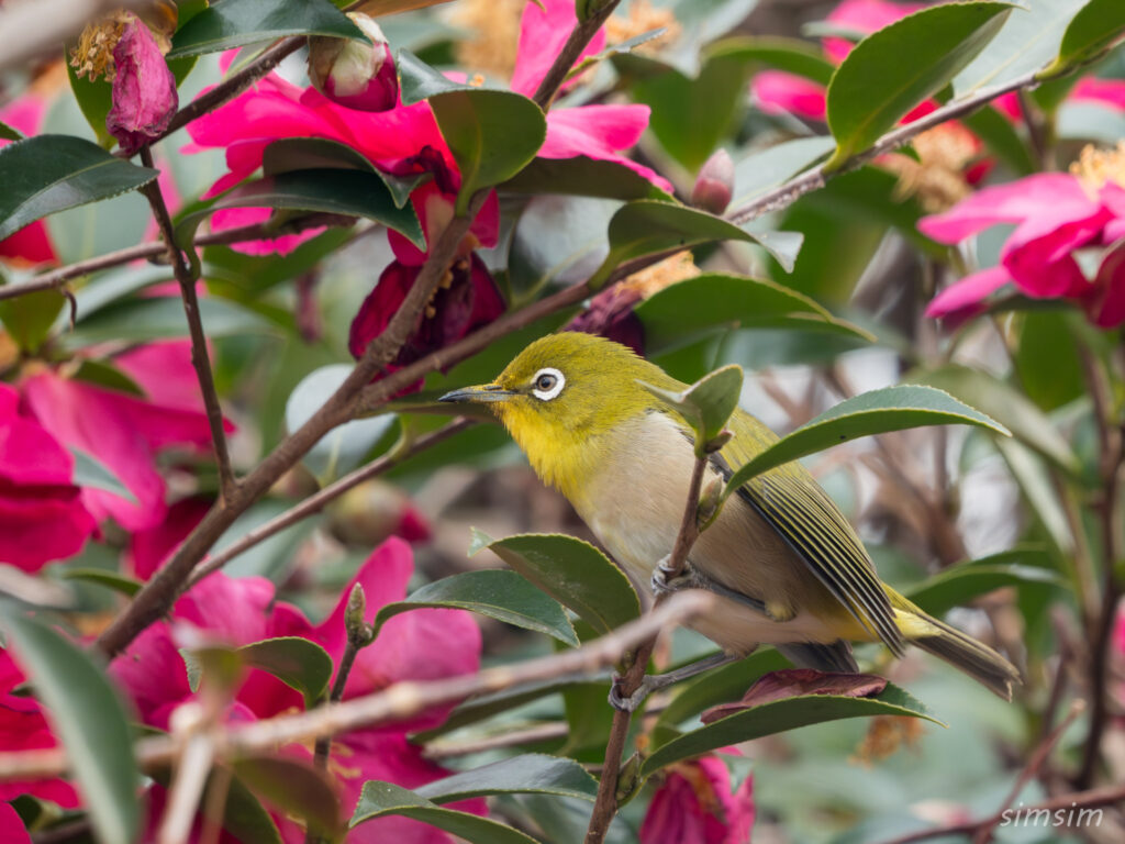 横浜の公園 メジロ