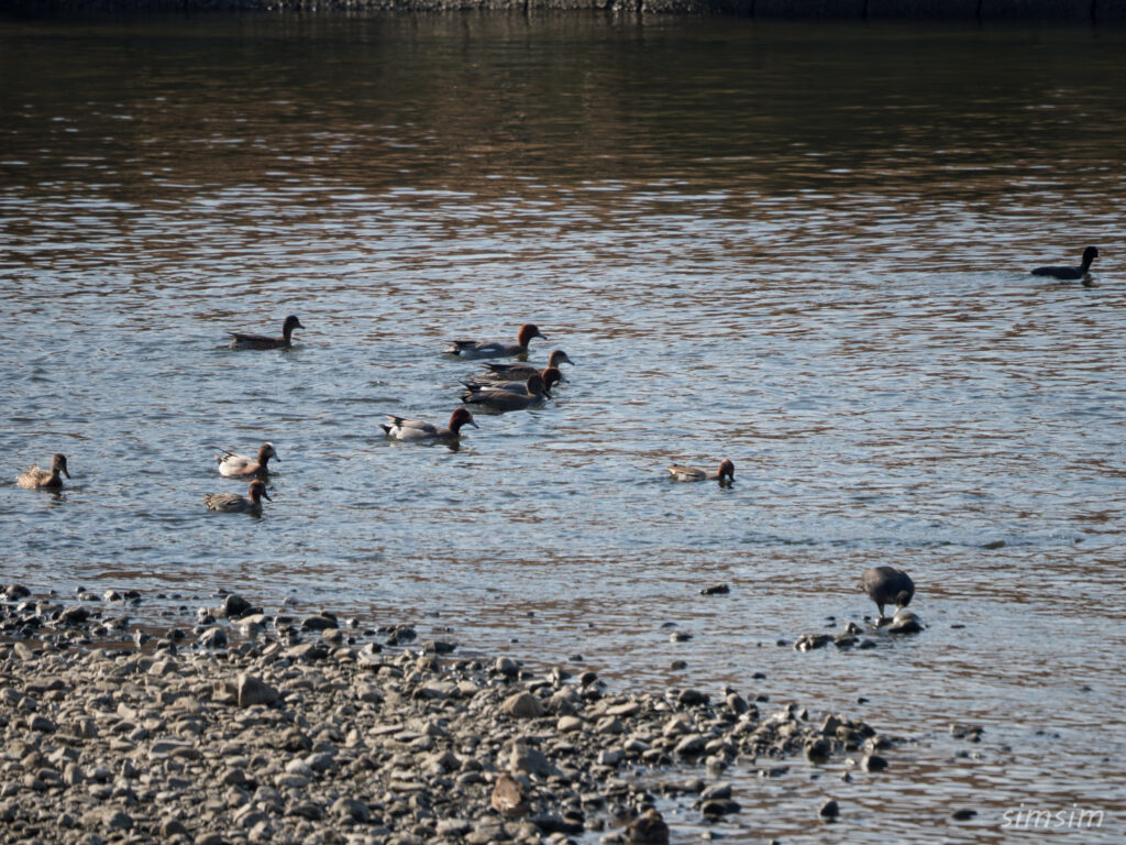 東京の河川敷 オナガガモ