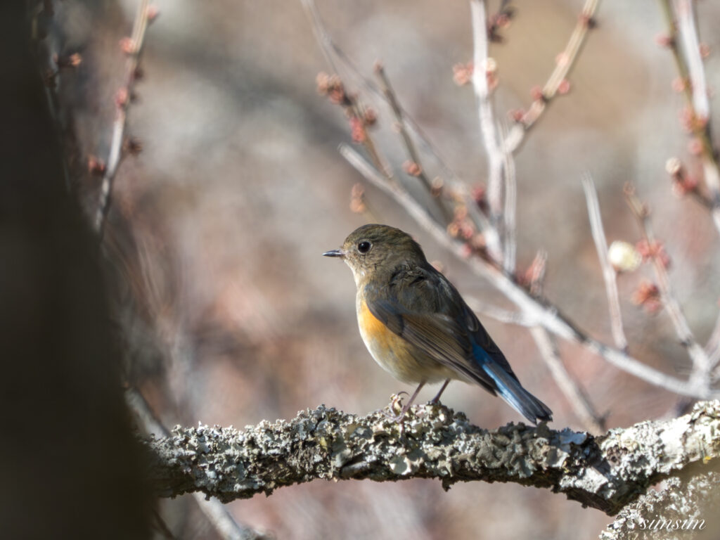 茨城の山　梅林　ルリビタキ