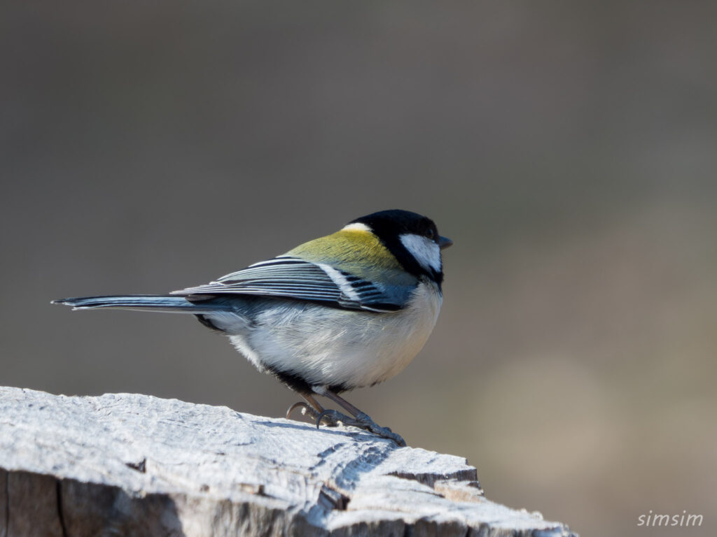 横浜の公園 シジュウカラ