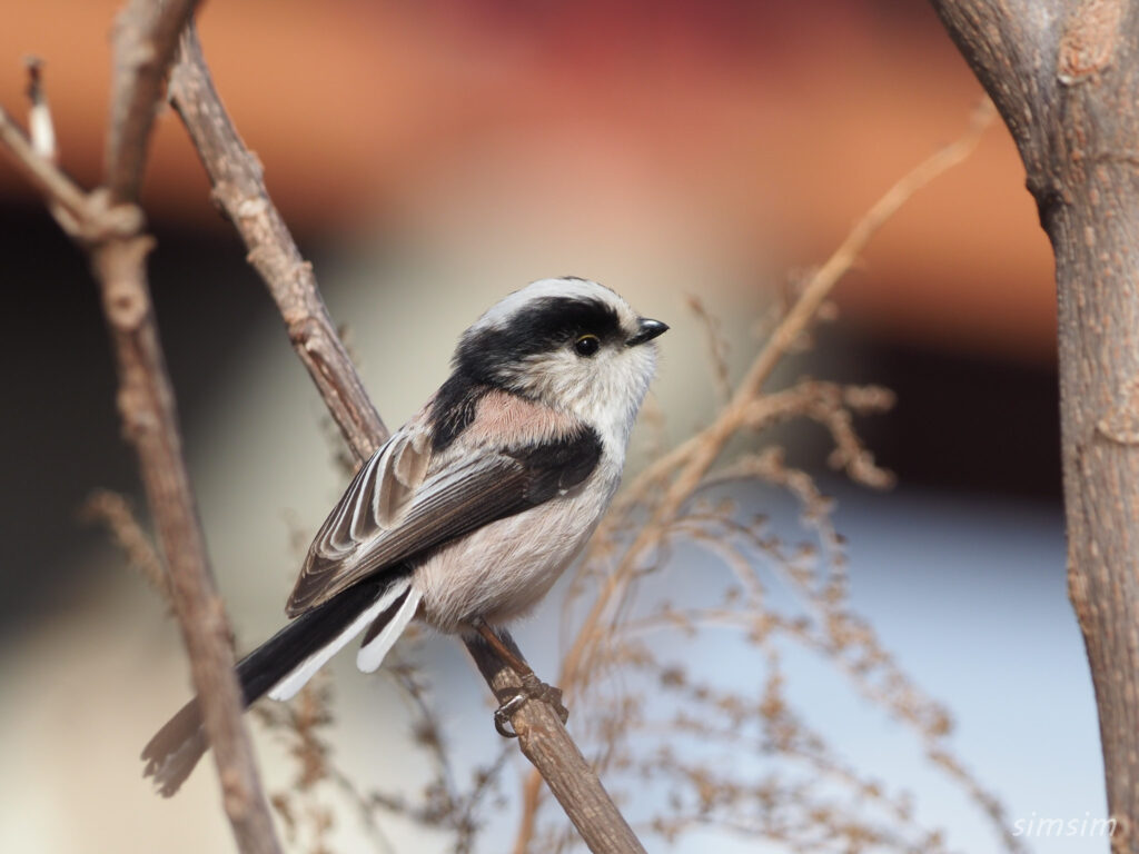 埼玉の公園 エナガ