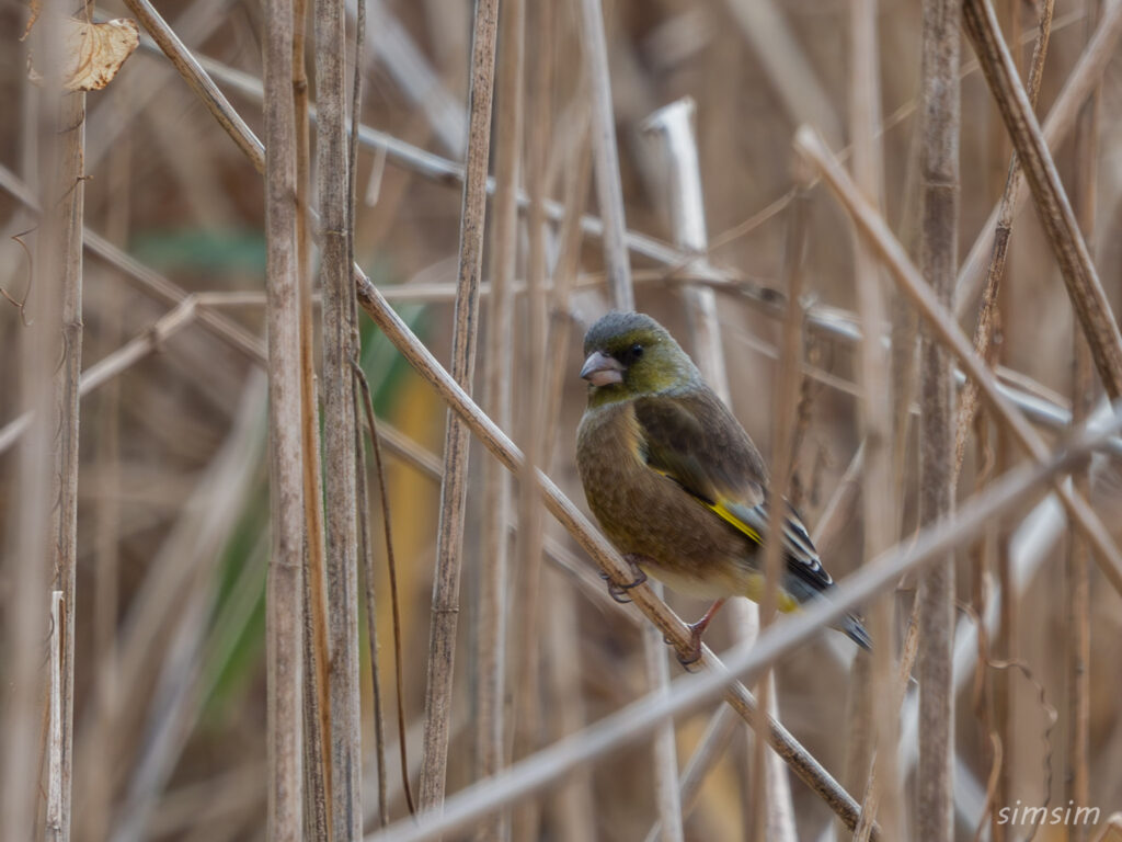 横浜の公園 カワラヒワ