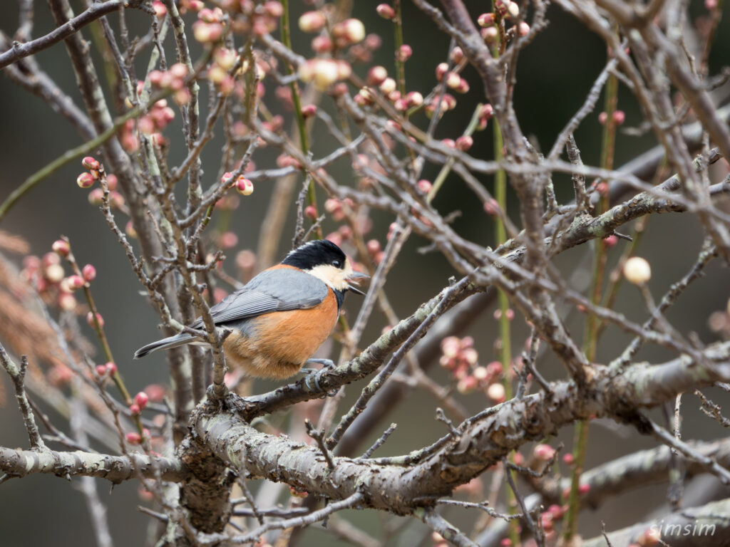 横浜の公園 ヤマガラ