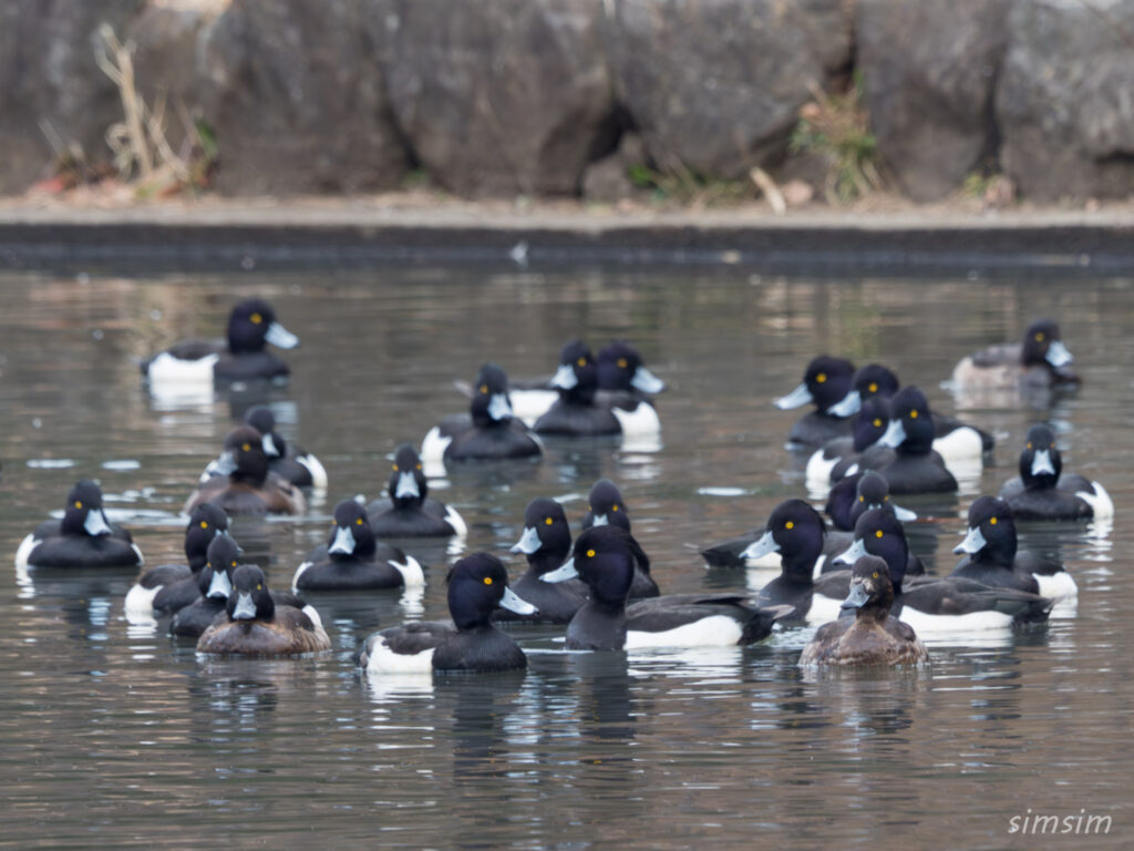 横浜の公園 キンクロハジロ