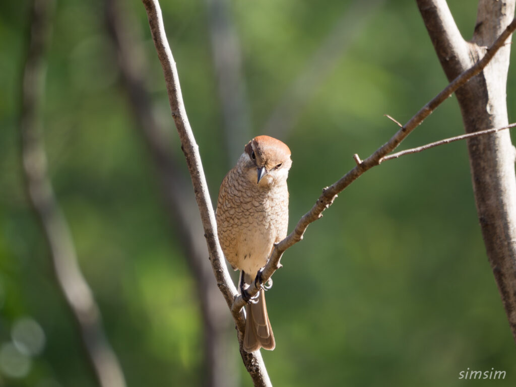 埼玉の公園　モズ