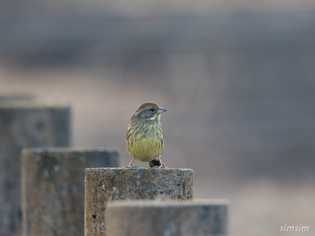 埼玉の公園 アオジ