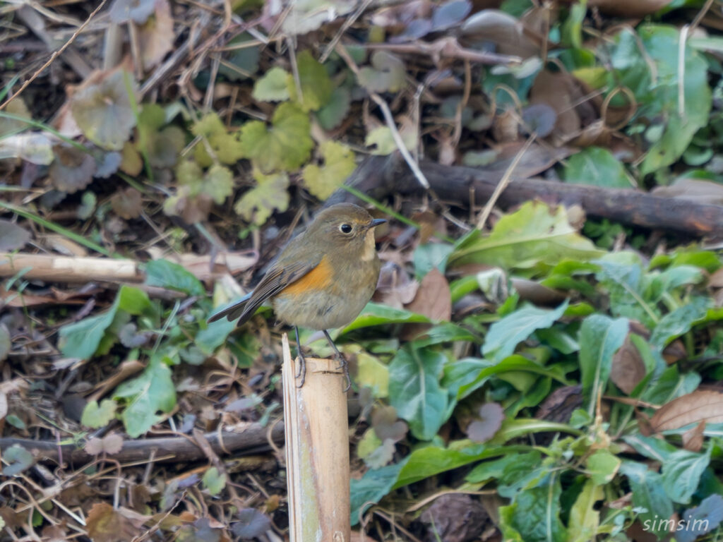 埼玉の公園　ルリビタキ