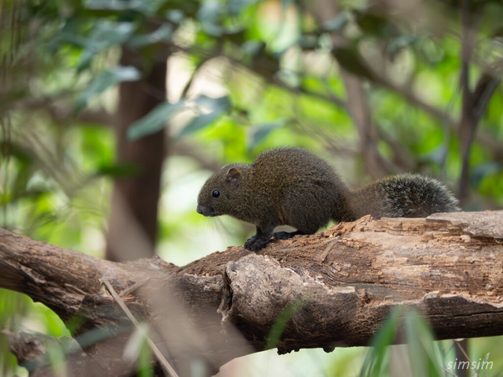横浜の公園 タイワンリス
