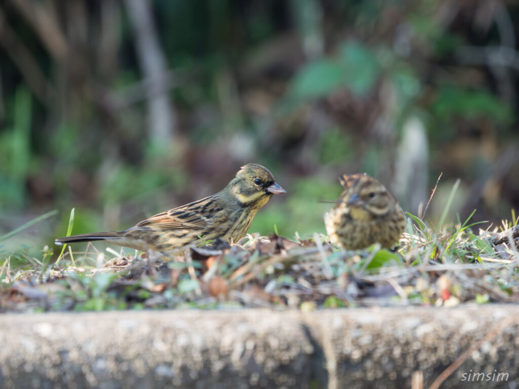 埼玉の公園 アオジ