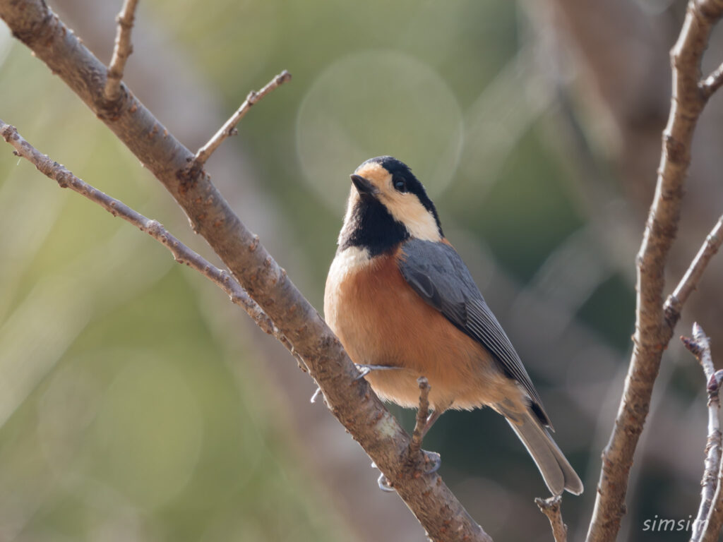 横浜の公園 ヤマガラ