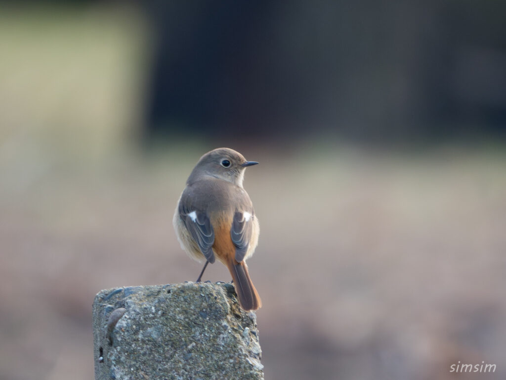 埼玉の公園 ジョウビタキ
